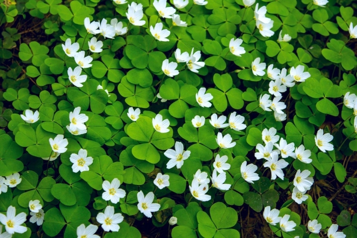 Кислица обыкновенная лесная