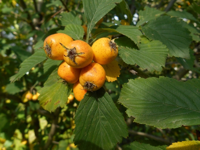Crataegus punctata