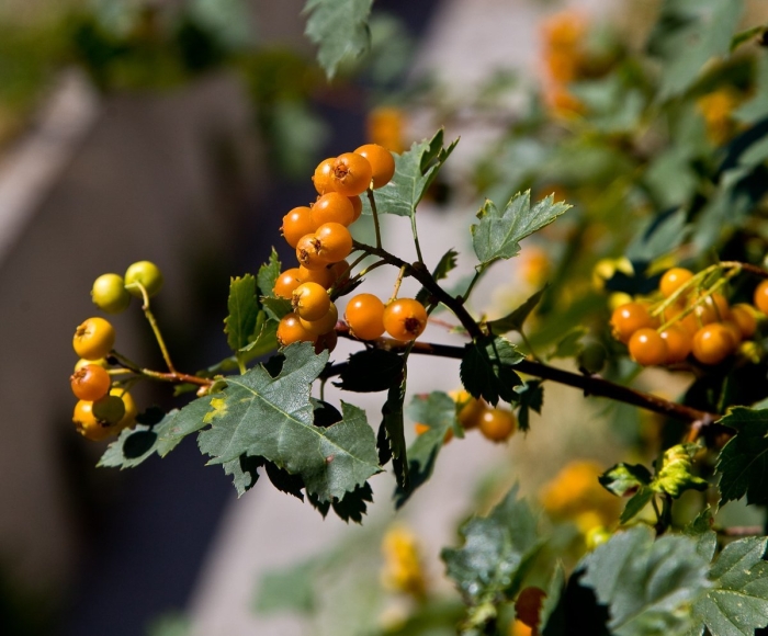 Боярышник даурский crataegus dahurica