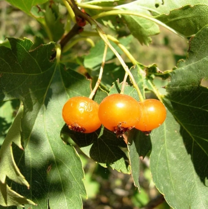 Crataegus korolkowii