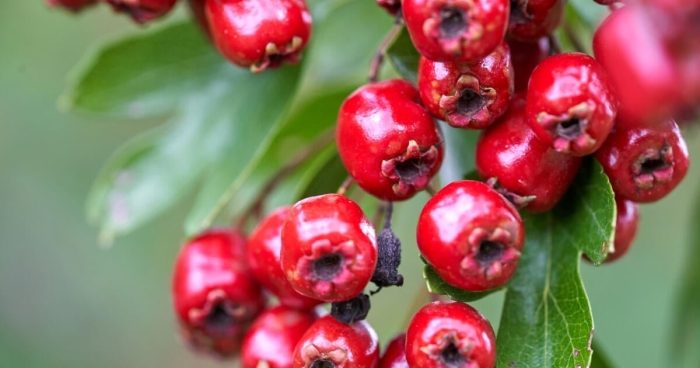Ягода боярышник