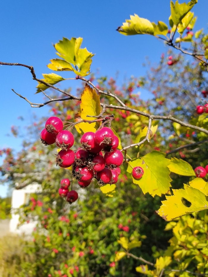 Боярышник сливолистный (crataegus prunifolia)