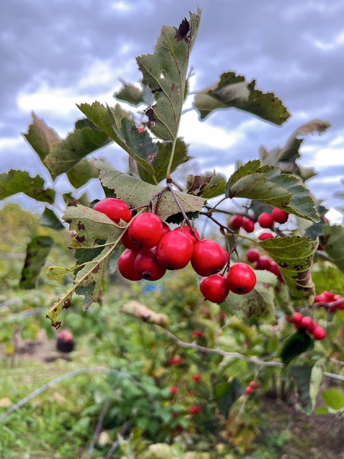 Боярышник мягковатый - crataegus submollis