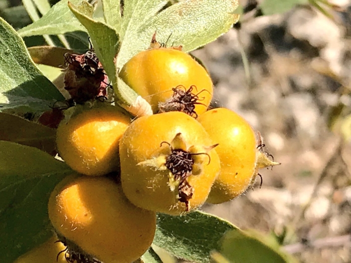 Боярка понтийский боярышник