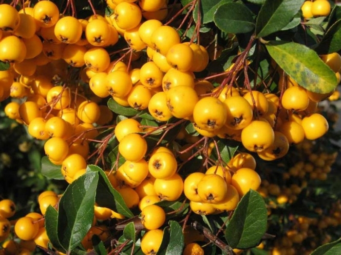 Пираканта солейл