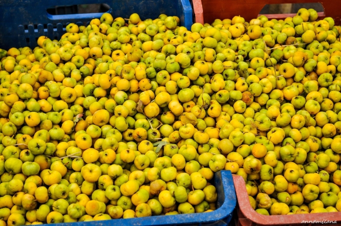 Боярка желтая