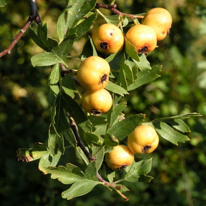 Боярка понтийский боярышник