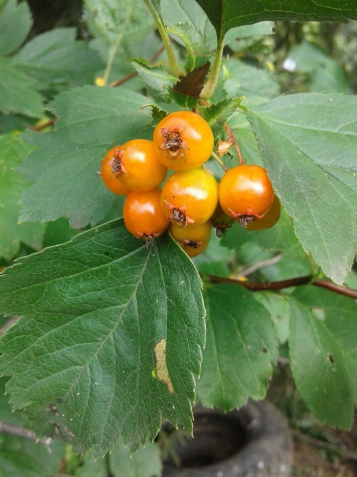 Crataegus korolkowii