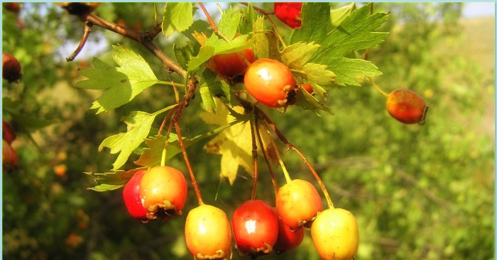 Боярышник обыкновенный – crataegus oxyacantha
