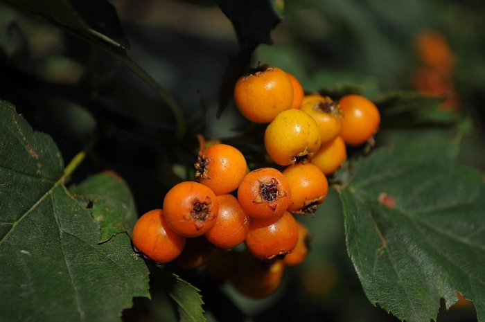 Боярышник дулана