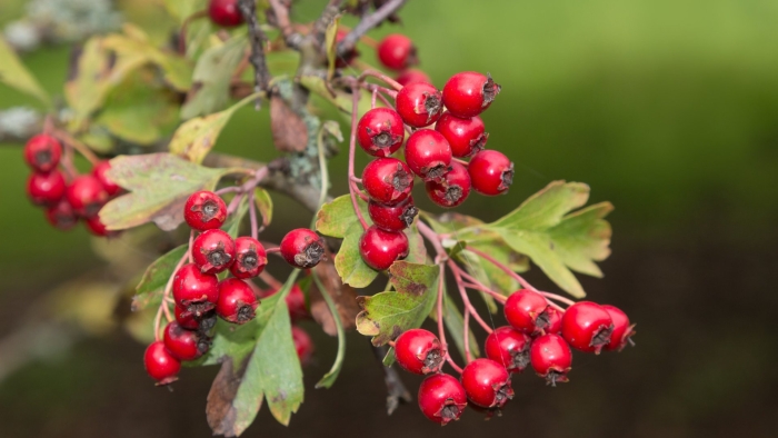 Боярышник сибирский crataegus sanguinea
