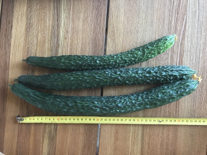 Огурец китайский