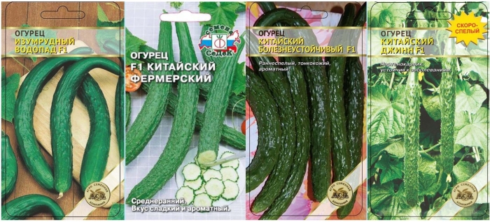 Огурец китайский император f1