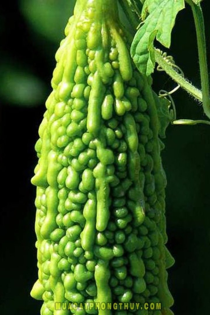 Овощ bitter gourd