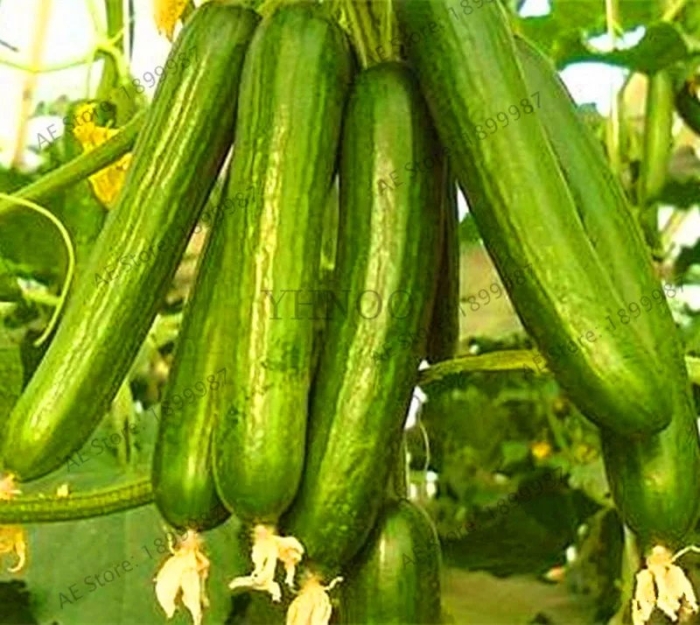 Огурец зена f1