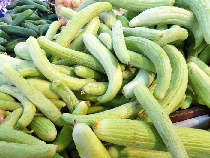 Дыня армянский огурец