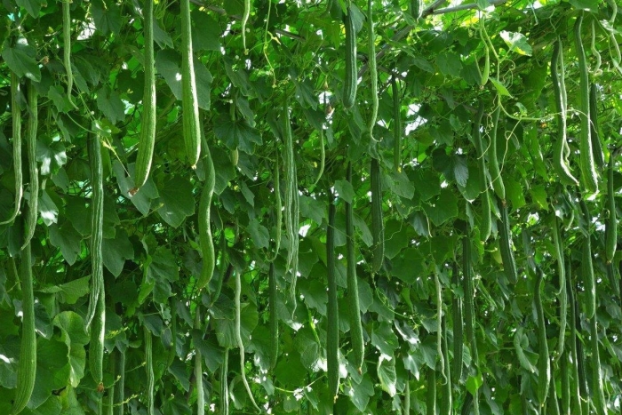 Огурец китайский