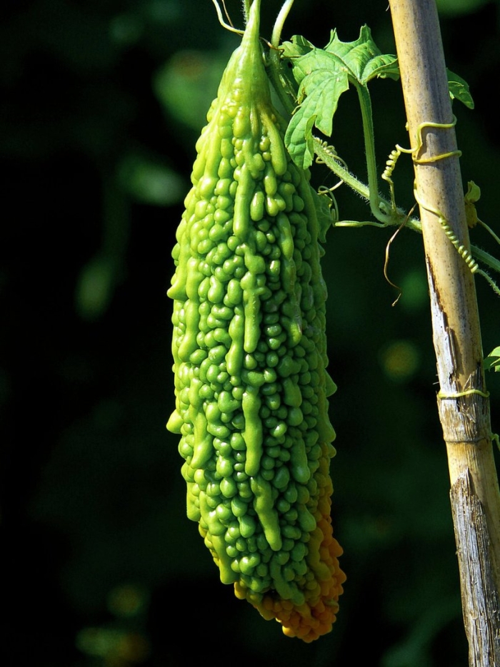 Индийский огурец момордика