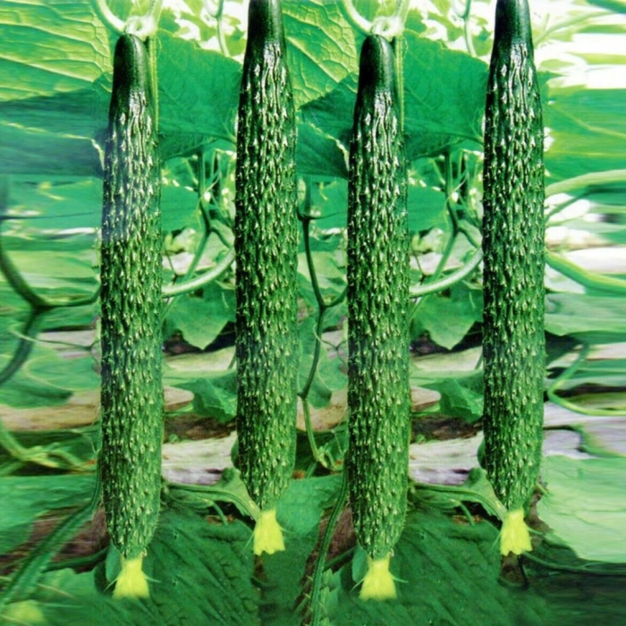 Огурец изумрудный поток