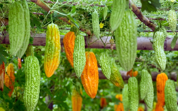 Индийский огурец момордика