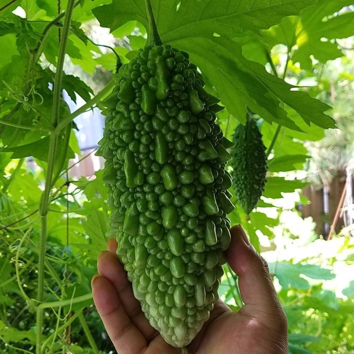 Момордика индийский гранат