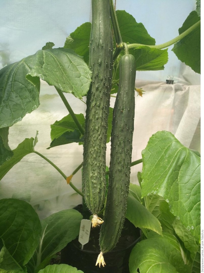 Огурцы ни хао f