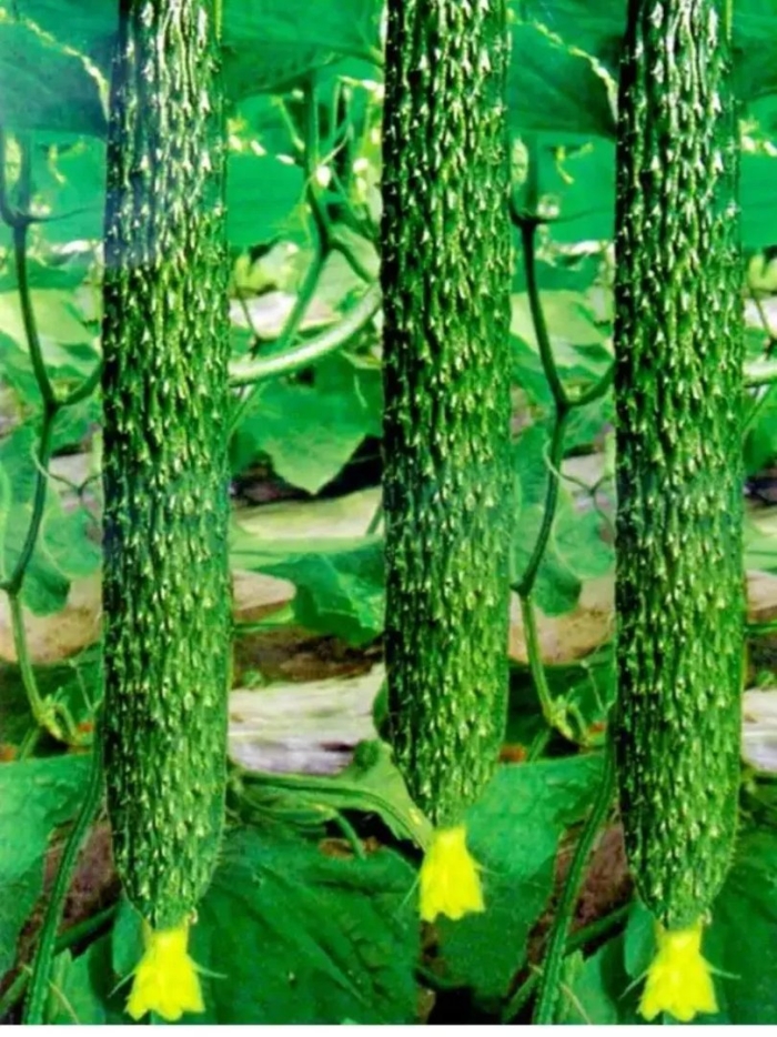 Огурец китайский змей f1