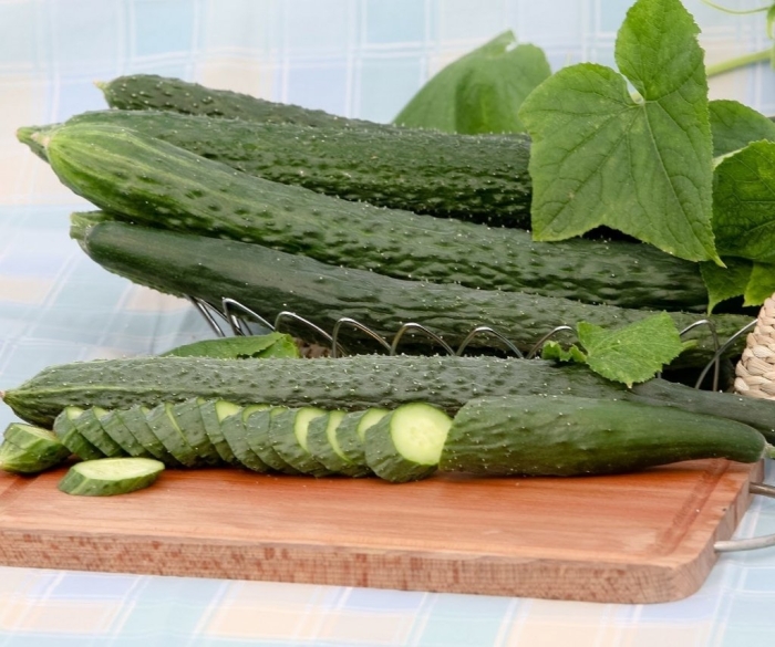 Огурец аллигатор f1