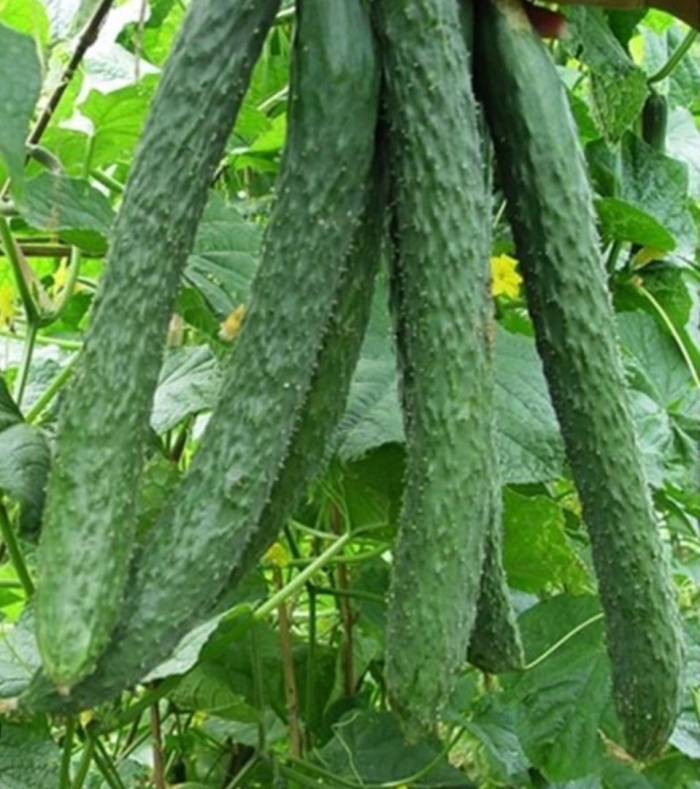 Семена огурец изумрудный поток f1