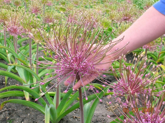 Аллиум шуберт