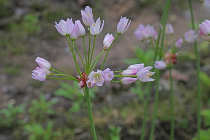 Allium roseum