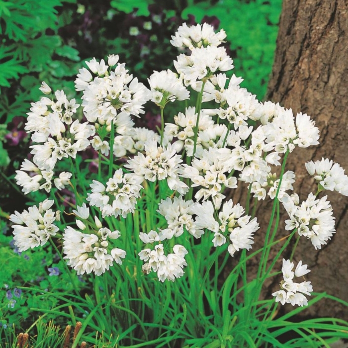 Лук декоративный неаполитанский