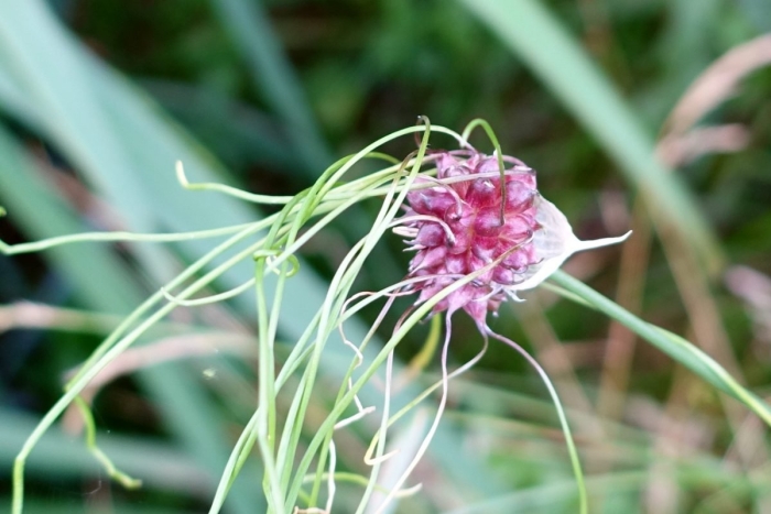 Allium vineale