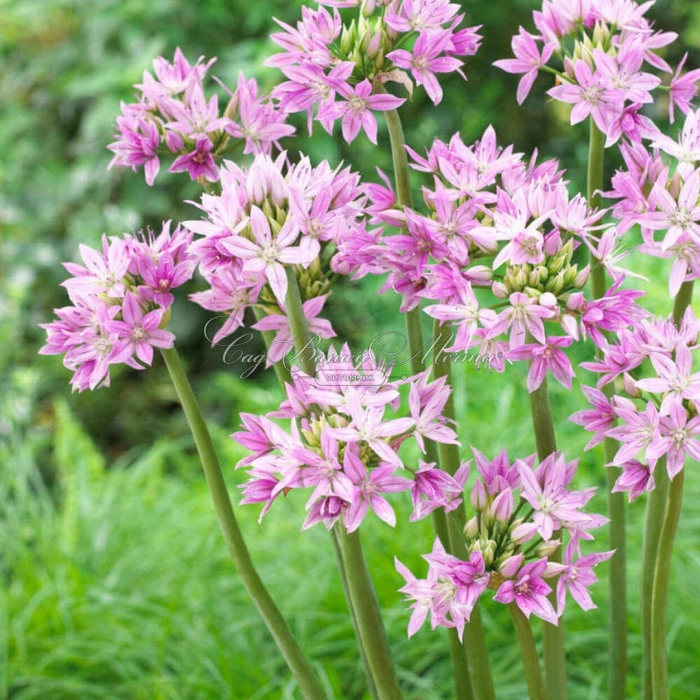 Аллиум юнифолиум