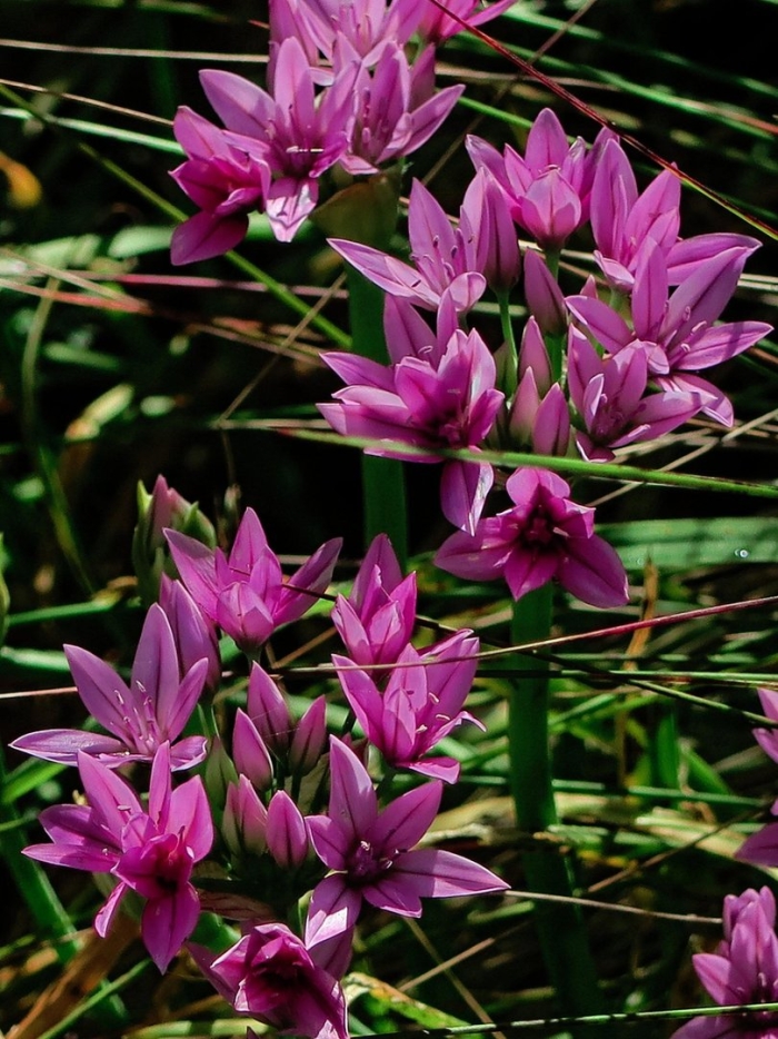 Аллиум юнифолиум