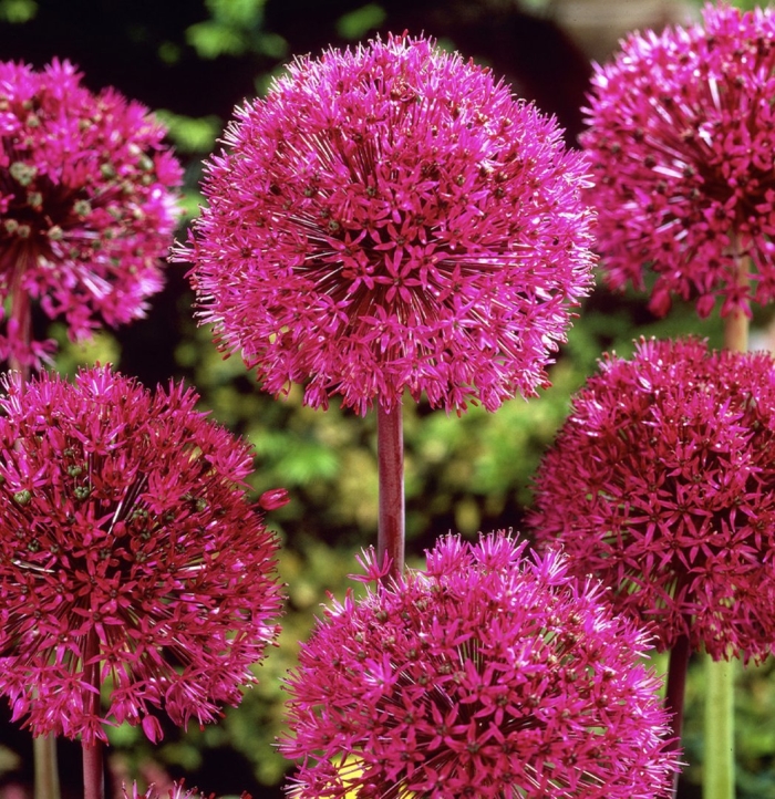 Allium hollandicum