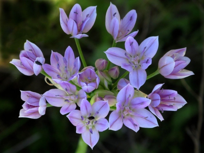 Аллиум юнифолиум