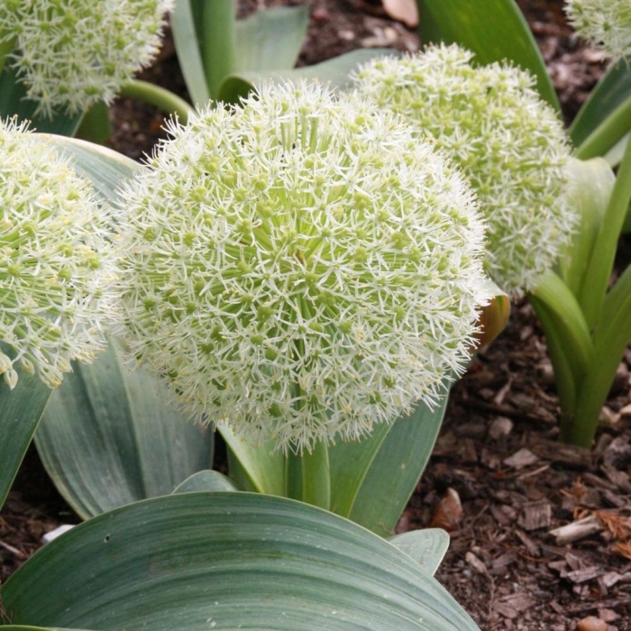 Аллиум каратавский айвори куин