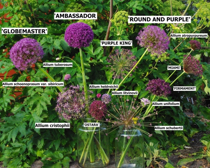 Аллиум  purple sensation (allium )