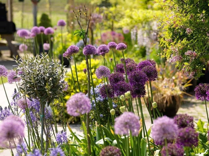 Краспедия шаровидная аллиум