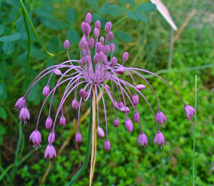Лук хорошенький allium pulchellum