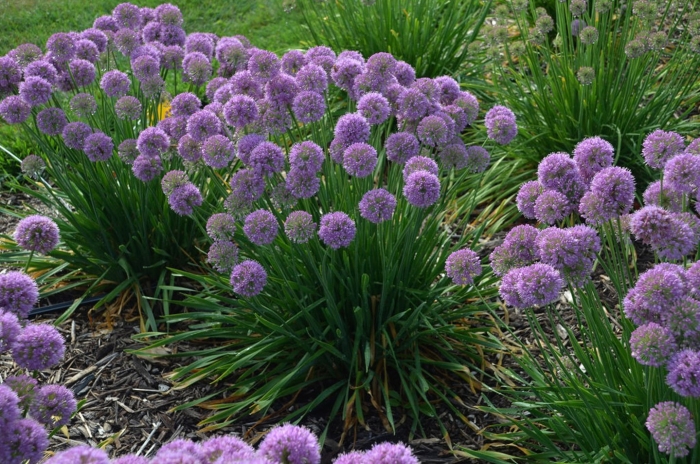 Allium scorodoprasum