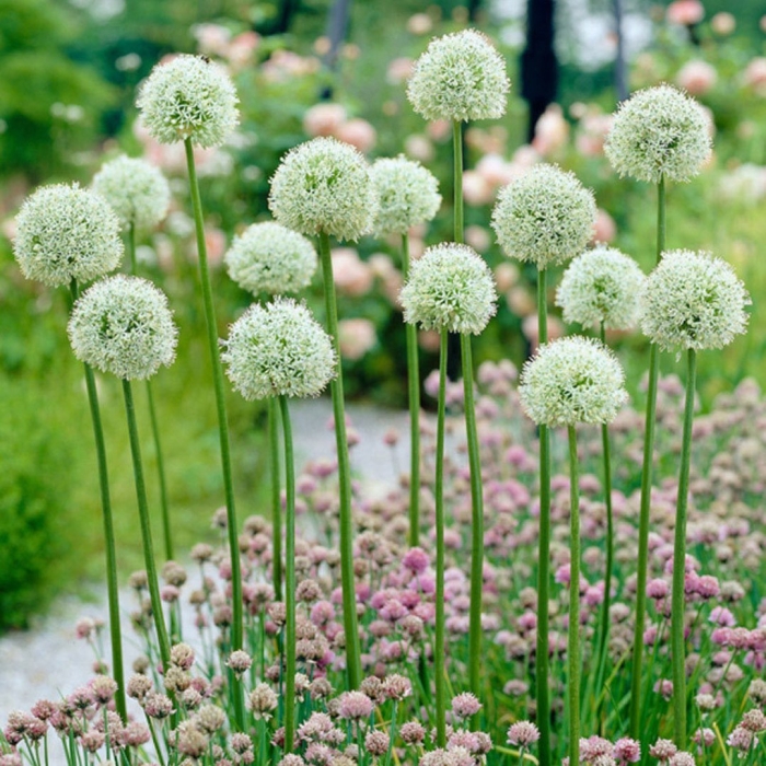 Mount everest аллиум