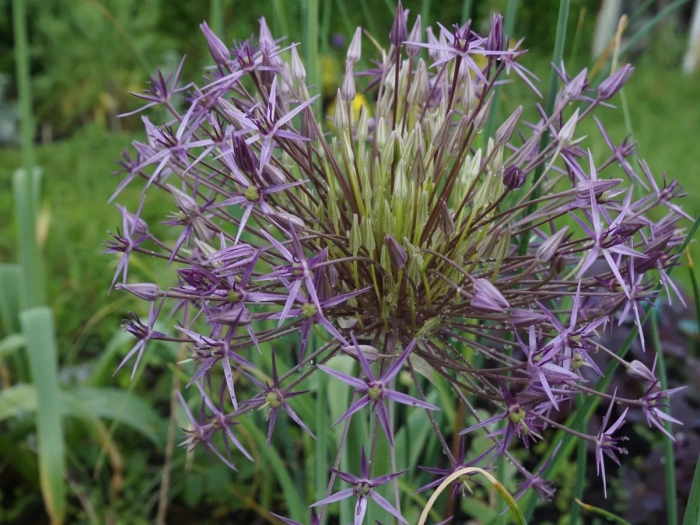 Allium christophii