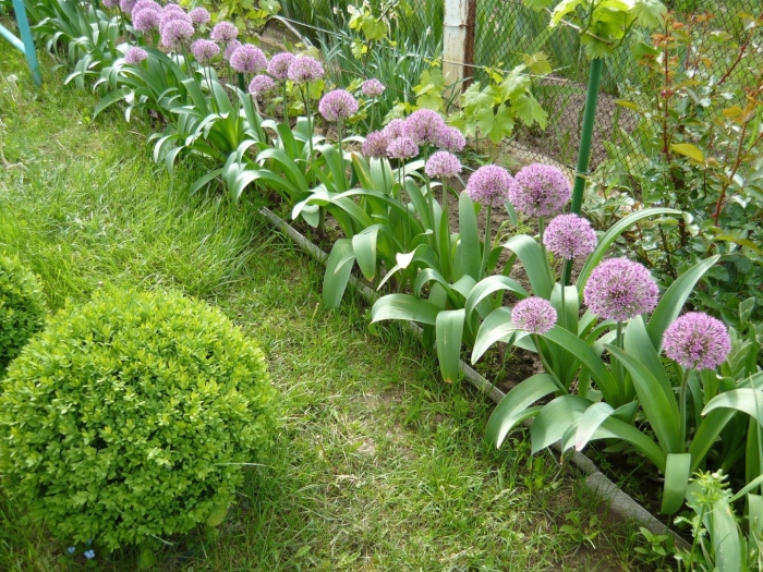 Аллиум каратавский