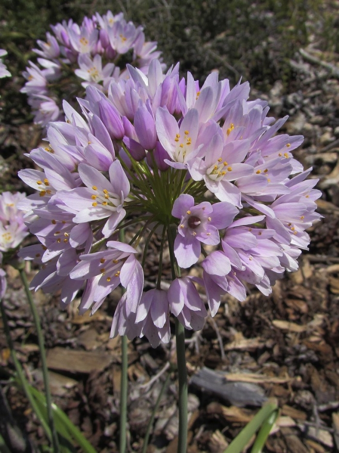 Аллиум розеум