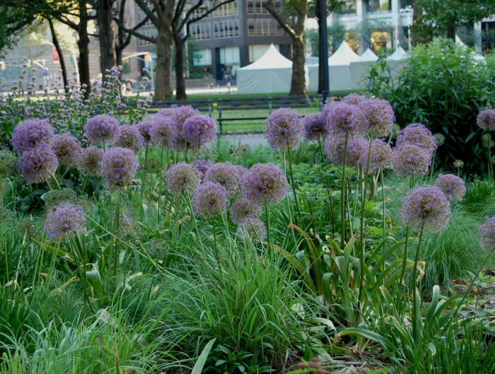 Аллиум христофа