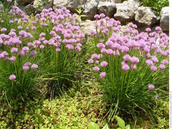 Лук скорода шнитт