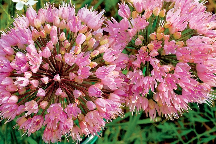 Allium angulosum