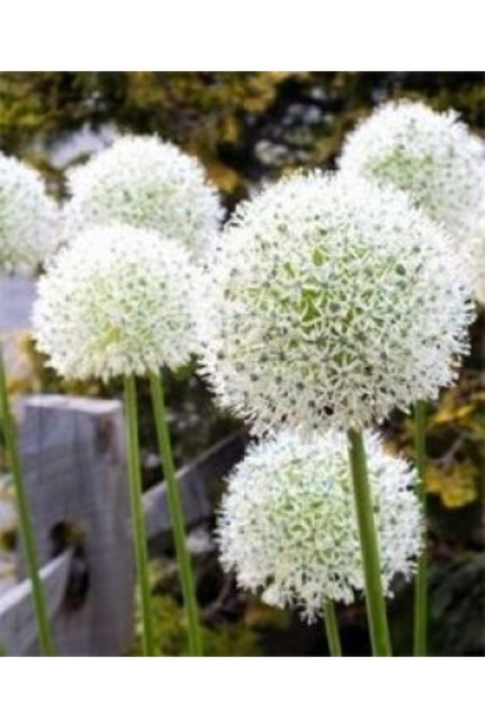 Аллиум уайт джайнт